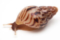 Lissachatina albopicta typ 2b juvenil